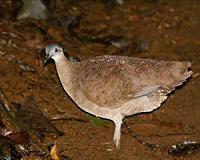 Diversified farming practices might preserve evolutionary diversity of wildlife