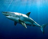 Material mimicking shark skin combats hospital superbugs