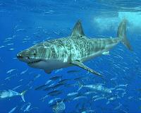 Global shark attacks drop to recent average in 2016