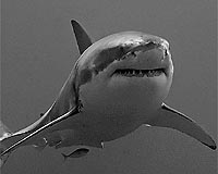 EU seeks teeth to protect sharks