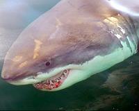 Great white sharks and tuna share super predator genes