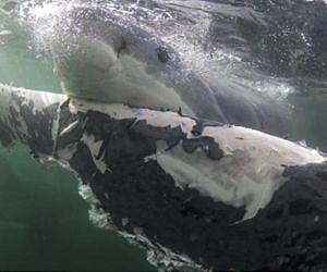 Great White Sharks Scavenging On Dead Whales