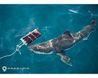 Shark proof wetsuit material could help save lives