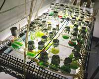 Hydrogen gas from enzyme production