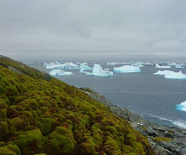 Researchers discover the secret of how moss spreads