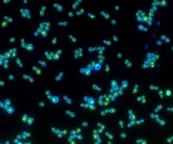 Researchers create light-powered yeast, providing insights into evolution, biofuels, cellular aging