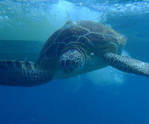 Sea turtle deaths alarming Central America