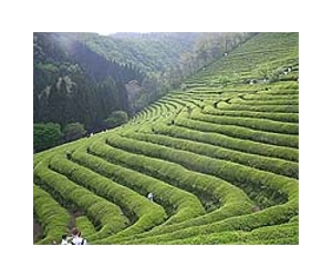 Cultural thirst drives China's high-end tea boom