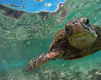 Scientists discover key clues in turtle evolution