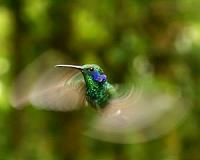Study shows cloud patterns reveal species habitat