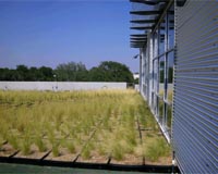 Green Roofs Differ In Building Cooling, Water Handling Capabilities