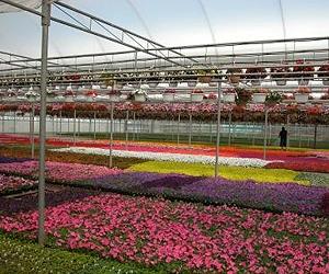 New Information Provides Sustainable Options For Greenhouse Operations