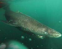 Greenland sharks live for hundreds of years