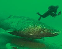 Greenland shark meat may become new source of biofuel