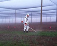 EU to simplify GMO import approval: sources