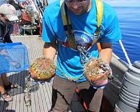 Uncovering the secret world of the Plastisphere