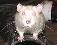 Robotic Rats To Aid In Rescue Missions