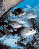 Fish Can Determine Their Social Rank By Observation Alone
