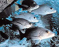 LSU Researchers Challenge Analyses On Sustainability Of Gulf Fisheries