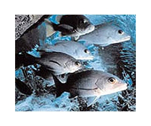 Major US fishery takes a beating after oil spill