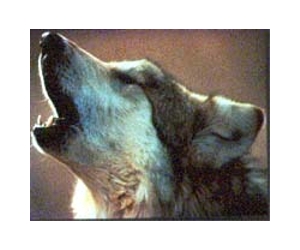 EU takes aim at Sweden's wolf hunt