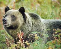 Study Shows Bears Conserve More Muscle Strength Than Humans During Long Rest