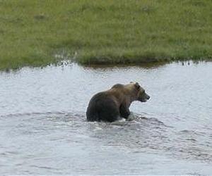 Where will grizzly bears roam