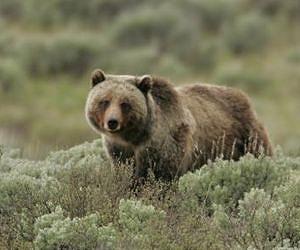 Power-hungry Washington's soft spot for wounded wildlife