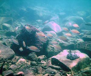 Risk management in fish: how cichlids prevent their young from being eaten