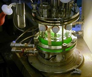 Algae-Based Biofuels Annual Production To Reach 61 Million Gallons By 2020