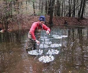Road Runoff Spurring Spotted Salamander Evolution