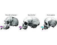 Research differentiates facial growth in Neanderthals and modern humans