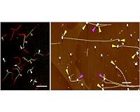 A versatile method to pattern functionalized nanowires