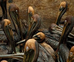 BP oil spill costs soar above 3 billion dollars