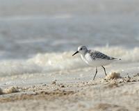 California shore mostly cleared of oil