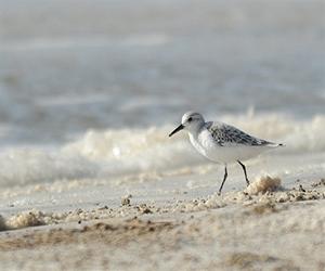 A Nemesis For Oil Spills