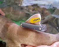 Deep-Sea Sharks Wired For Sound