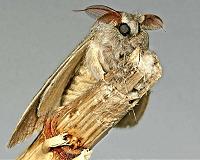 Invasive insects cost the world billions per year