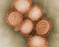 H1N1 not likely to mutate into superbug: study