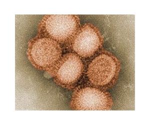 Hong Kong study promises new swine flu treatment