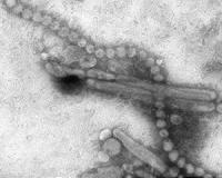 Experts sound warning over flu dangers in China, India