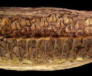 Duck-bill dinosaurs had plant-pulverizing teeth more advanced than horses