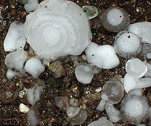 40 die in Chinese hailstorm