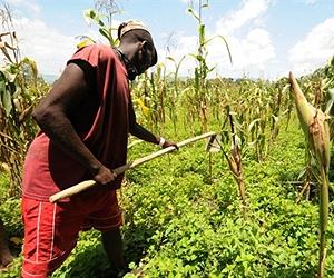 Stalemate over organic farming slows progress in effort to combat food insecurity in Central Africa