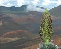 Scientists discover 74 new beetle species on Hawaiian volcano