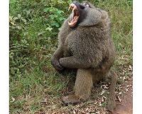 Baboons produce vocalizations comparable to vowels