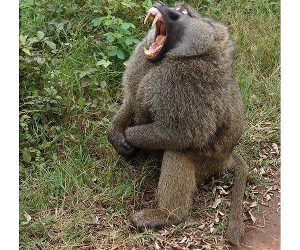 Tanzania rescinds decision to lift ban on wildlife exports