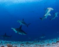 Sharks: feared predator in need of protection