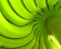The basis of a new bioinsecticide is developed to control a pest that affects banana plantations
