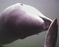 Fit for porpoise: Gene changes made 'river pig' unique